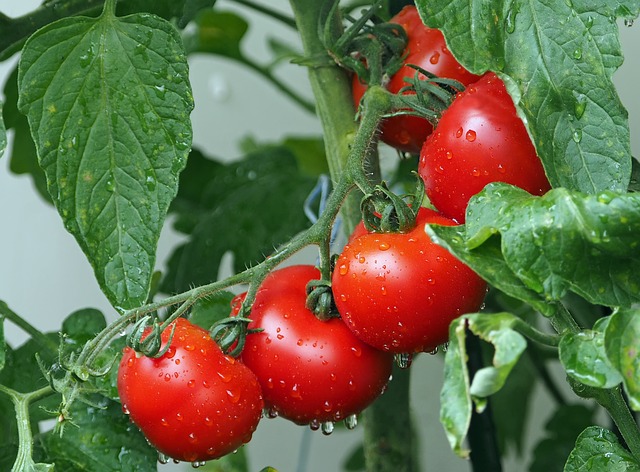 organic-tomatoe