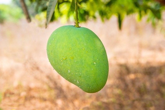 mango-kerala-homemaker